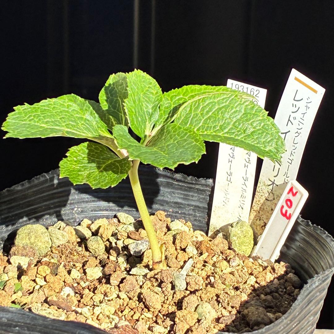 ま*️様 ❤️根充実❤️新芽❤️203タグ付【レッドイルミリオン】シャイニングレ