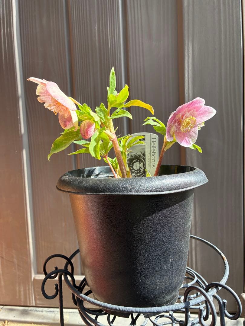 ♡広瀬園芸♡ 充実株シリーズ③ベビーピンクセミダブル ソレイユ系