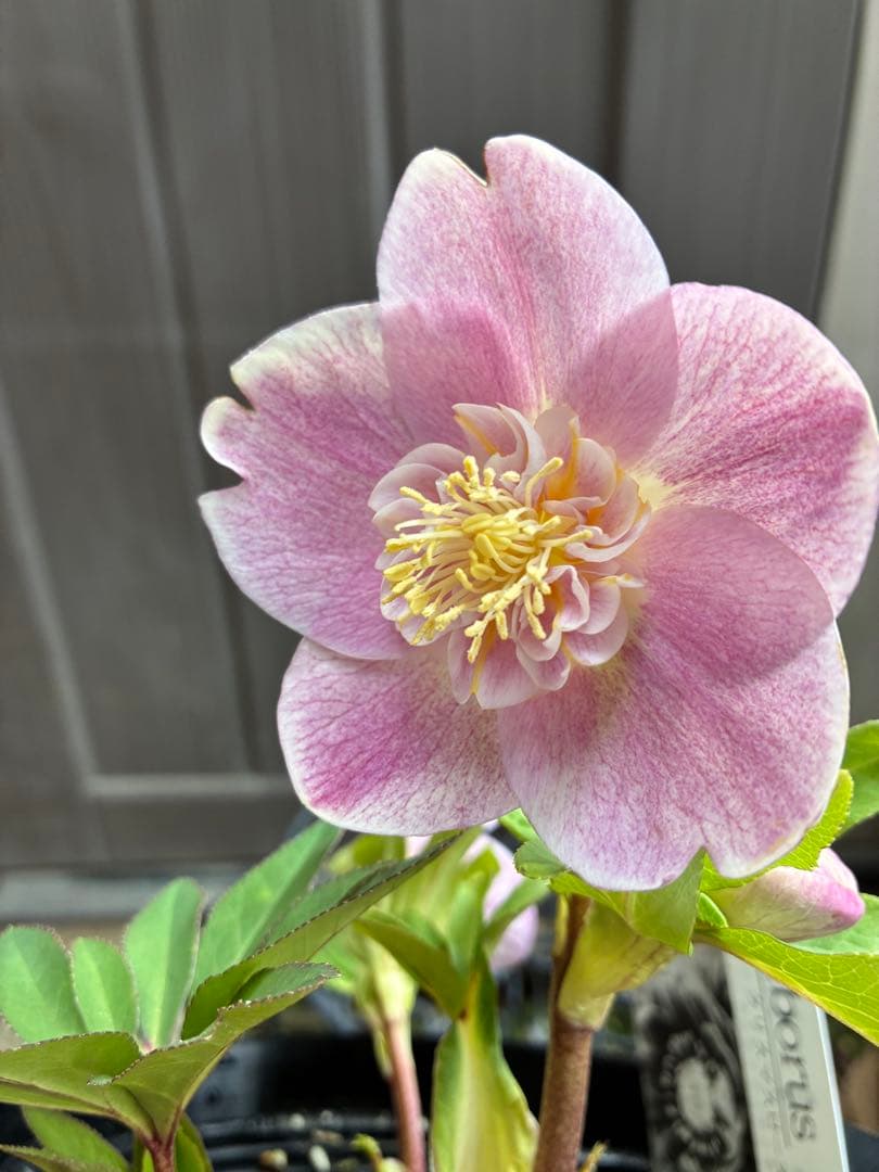 ♡広瀬園芸♡ 充実株シリーズ③ベビーピンクセミダブル ソレイユ系