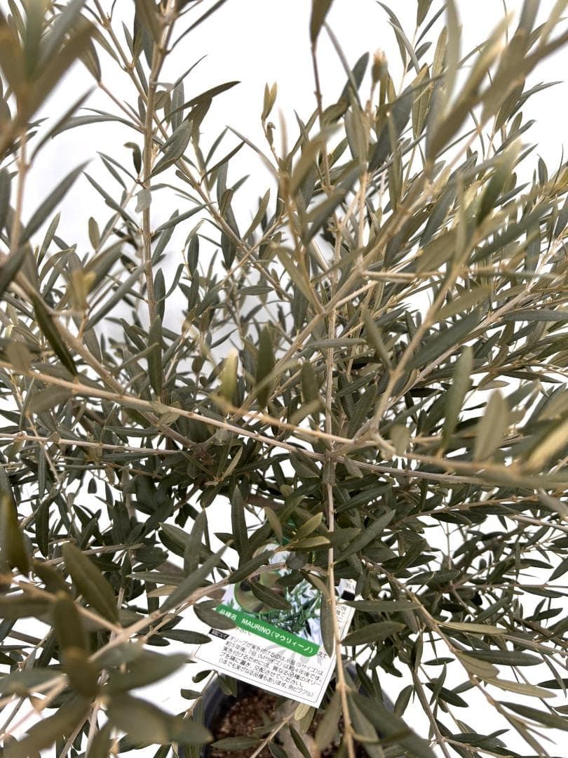 オリーブの木 マウリィーノ 8号 約120cm K-332 希少品種 現品掲載
