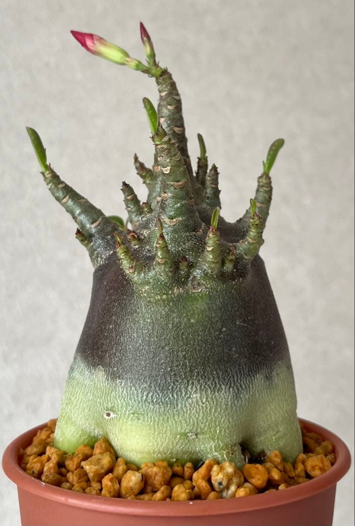 激レア/ブラックスキン/極太/ドワーフ 】アデニウム カピ 鉢植えA-6