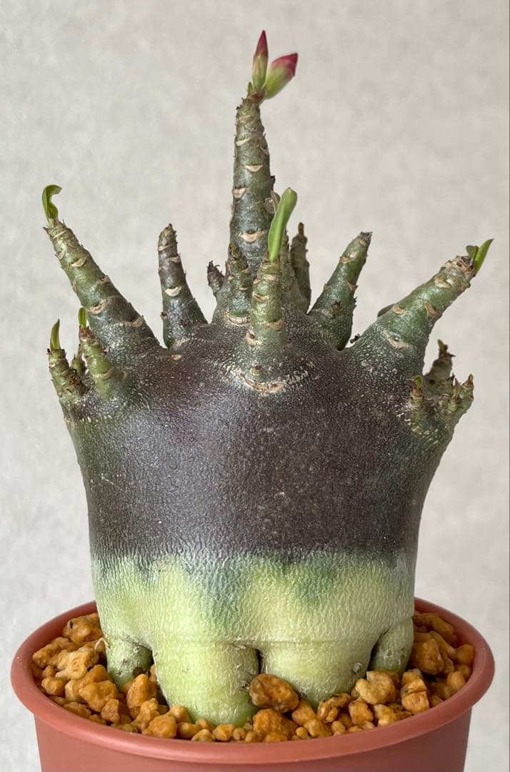 激レア/ブラックスキン/極太/ドワーフ 】アデニウム カピ 鉢植えA-6