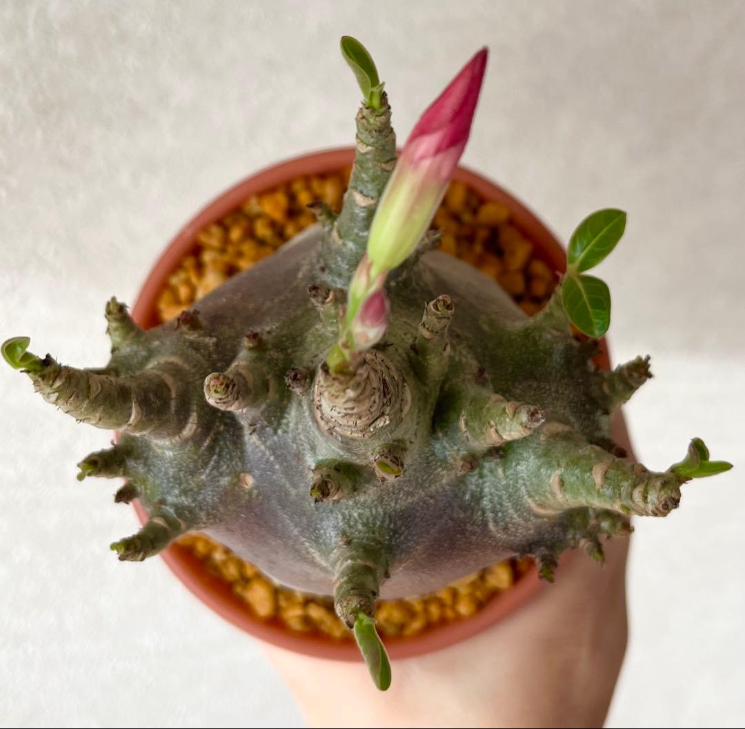 激レア/ブラックスキン/極太/ドワーフ 】アデニウム カピ 鉢植えA-6