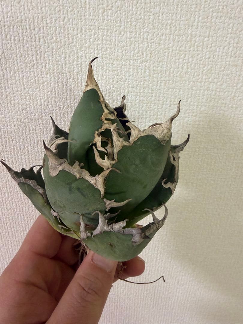 アガベ シーザー 3苗 - メルカリ