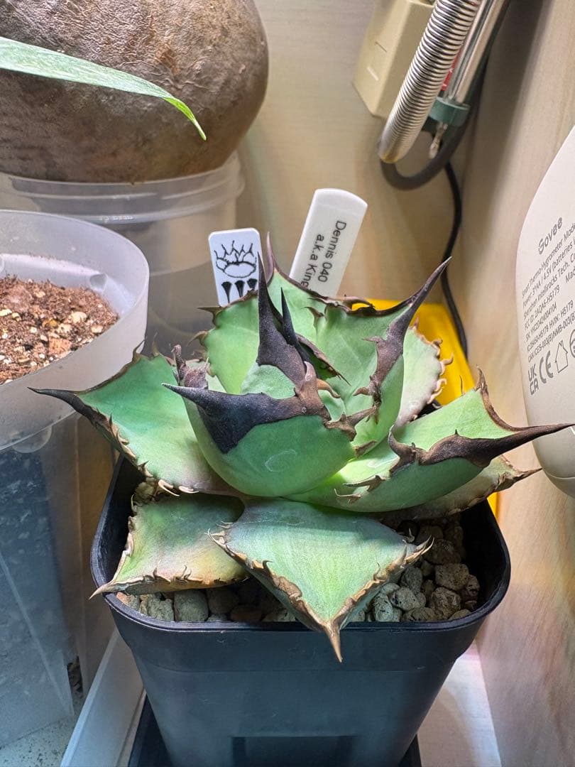 Dennis040の子株から育成その他