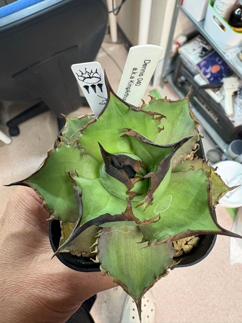 Dennis040の子株から育成その他