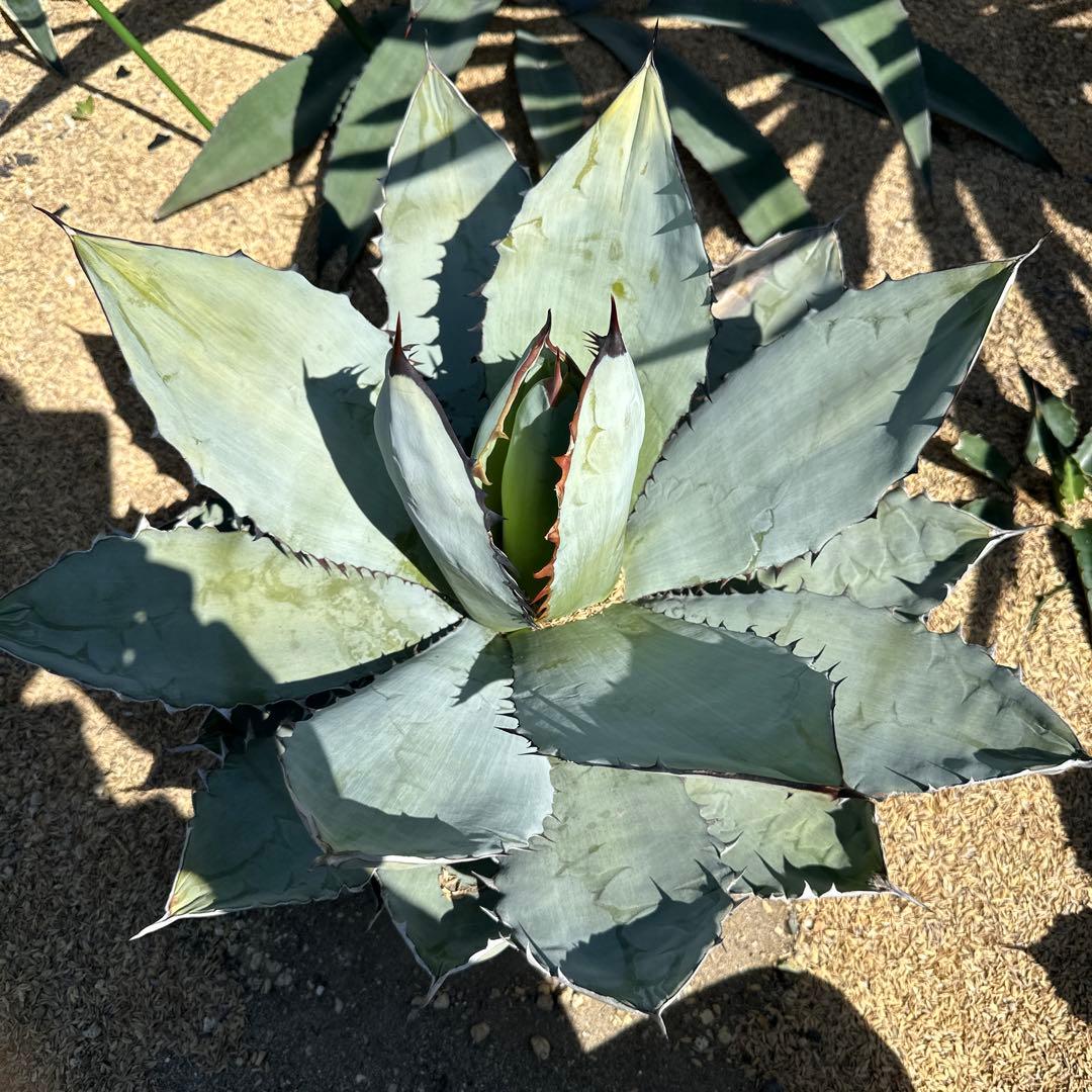 アガベ ブラック＆ブルー(BB) 50cm以上