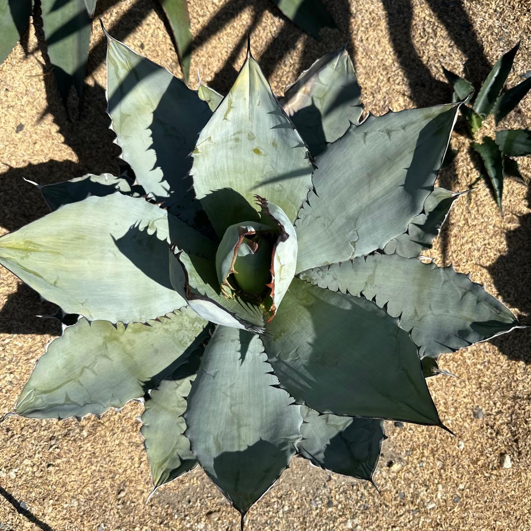 アガベ ブラック＆ブルー(BB) 50cm以上