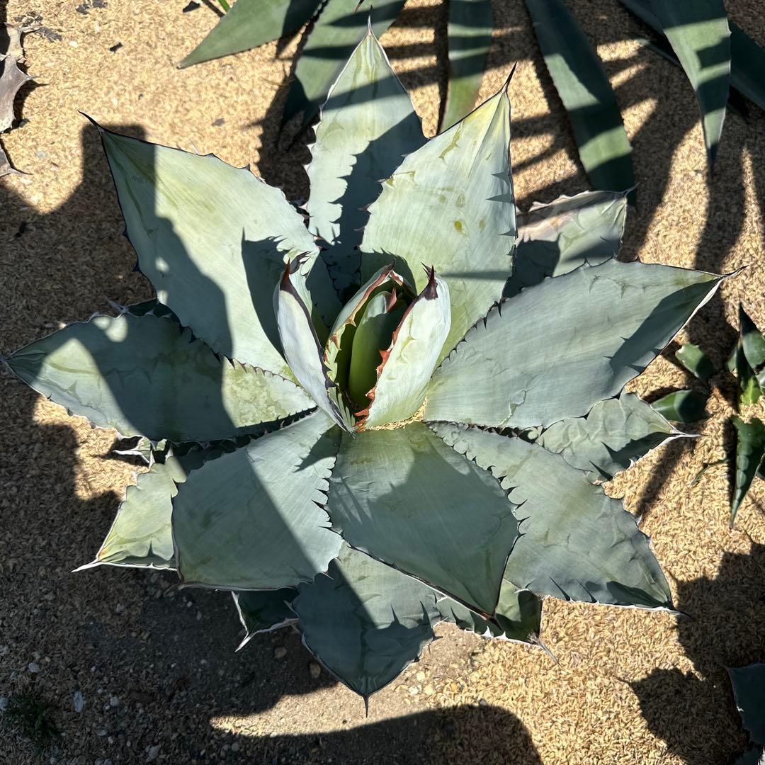 アガベ ブラック＆ブルー(BB) 50cm以上