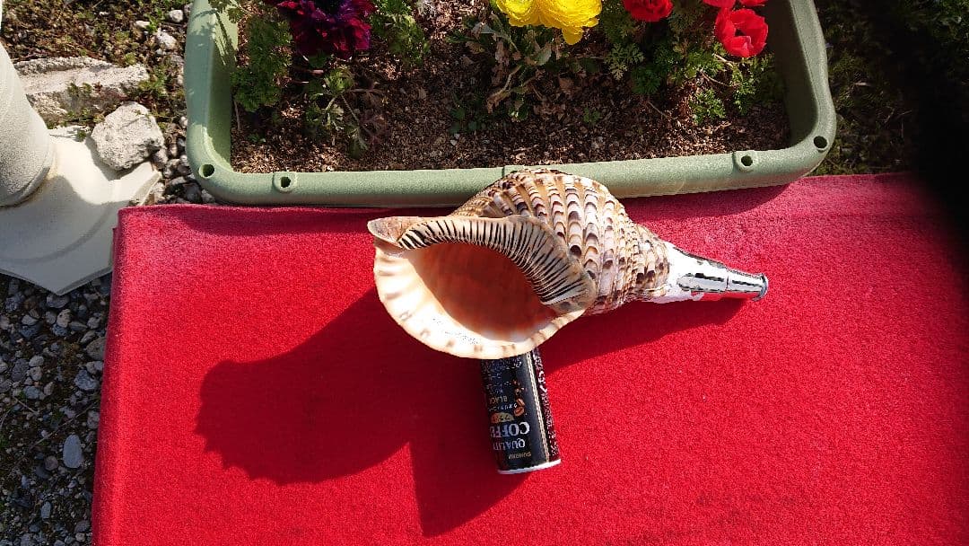 法螺貝 (山伏用)35cm 670gm 法螺貝 (山伏用)35cm 670gm