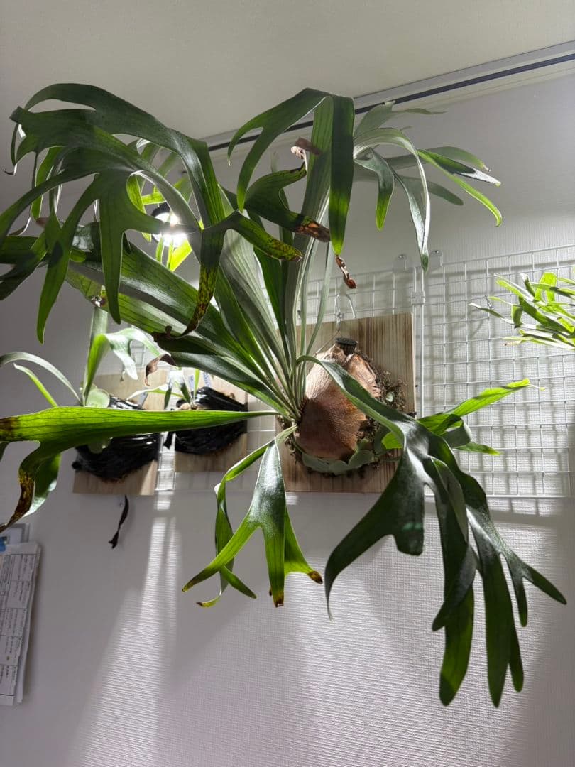 すー アーバンリバー・フーンシキ 親株