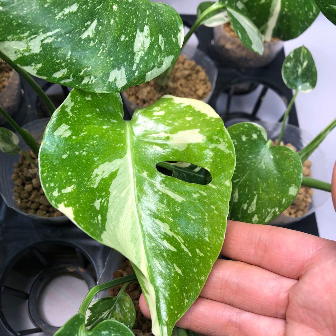 ms102 10株セット【特別選抜】モンステラ・タイコンステレーション