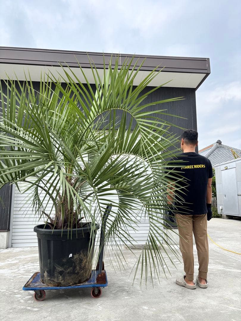 ★現地引渡し限定★ココスヤシ★170センチ★