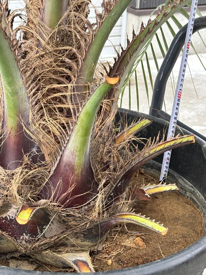 ★現地引渡し限定★ココスヤシ★170センチ★