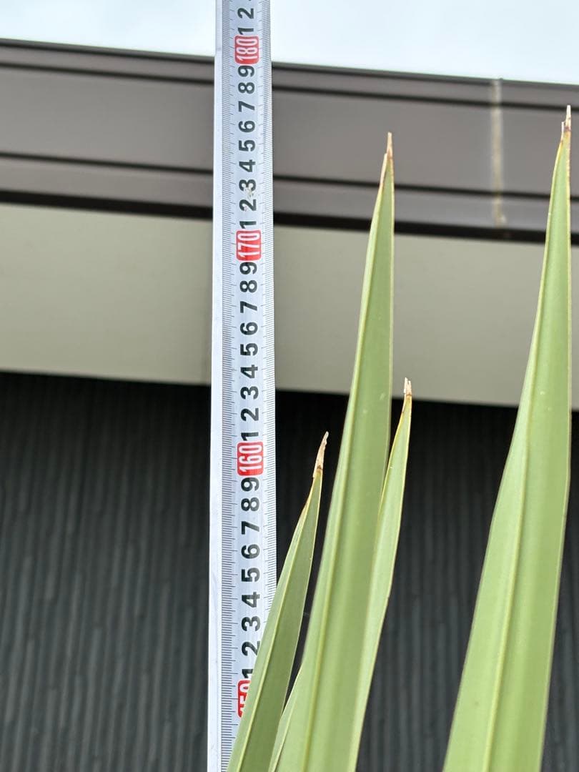 ★現地引渡し限定★ココスヤシ★170センチ★