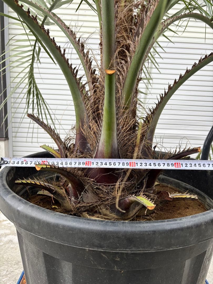 ★現地引渡し限定★ココスヤシ★170センチ★