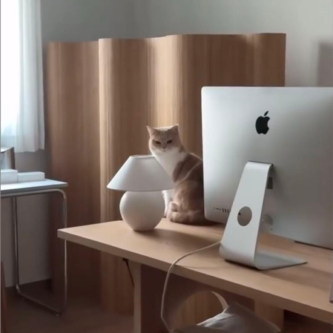 ‼️美品‼️即配達‼️売り尽くし破格‼️木製 波形パーテーション ウッド