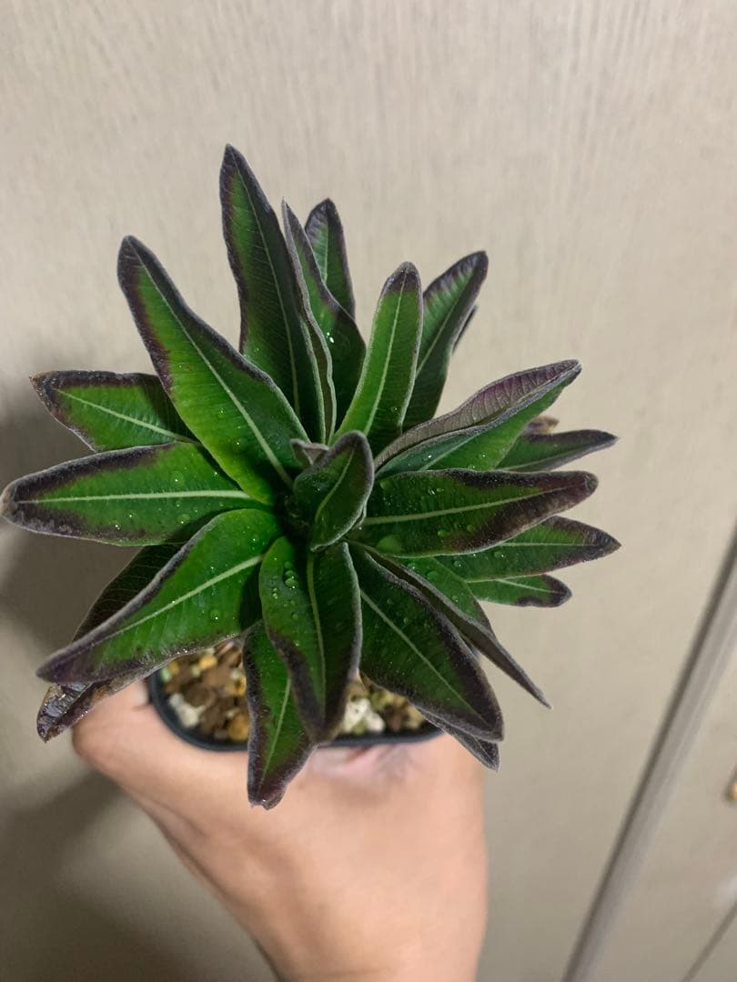 コレクション株　パキポディウムグラキリス実生　播種2年半　塊根植物　コーデックス