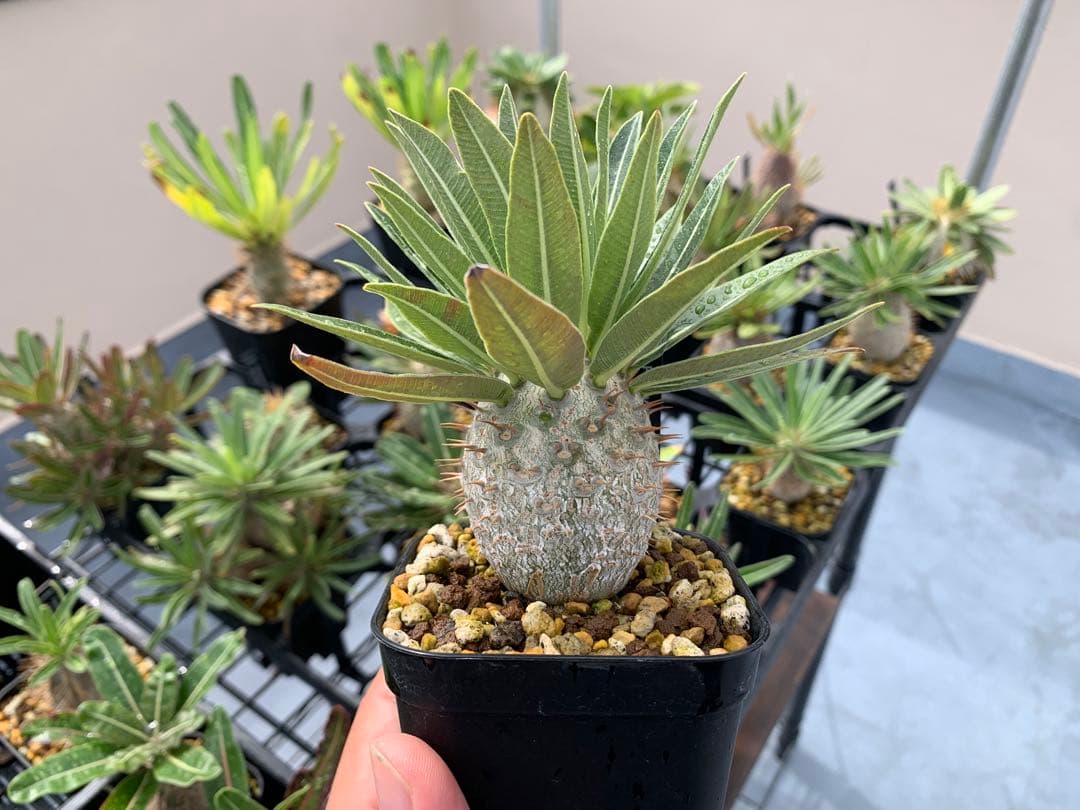 コレクション株　パキポディウムグラキリス実生　播種2年半　塊根植物　コーデックス