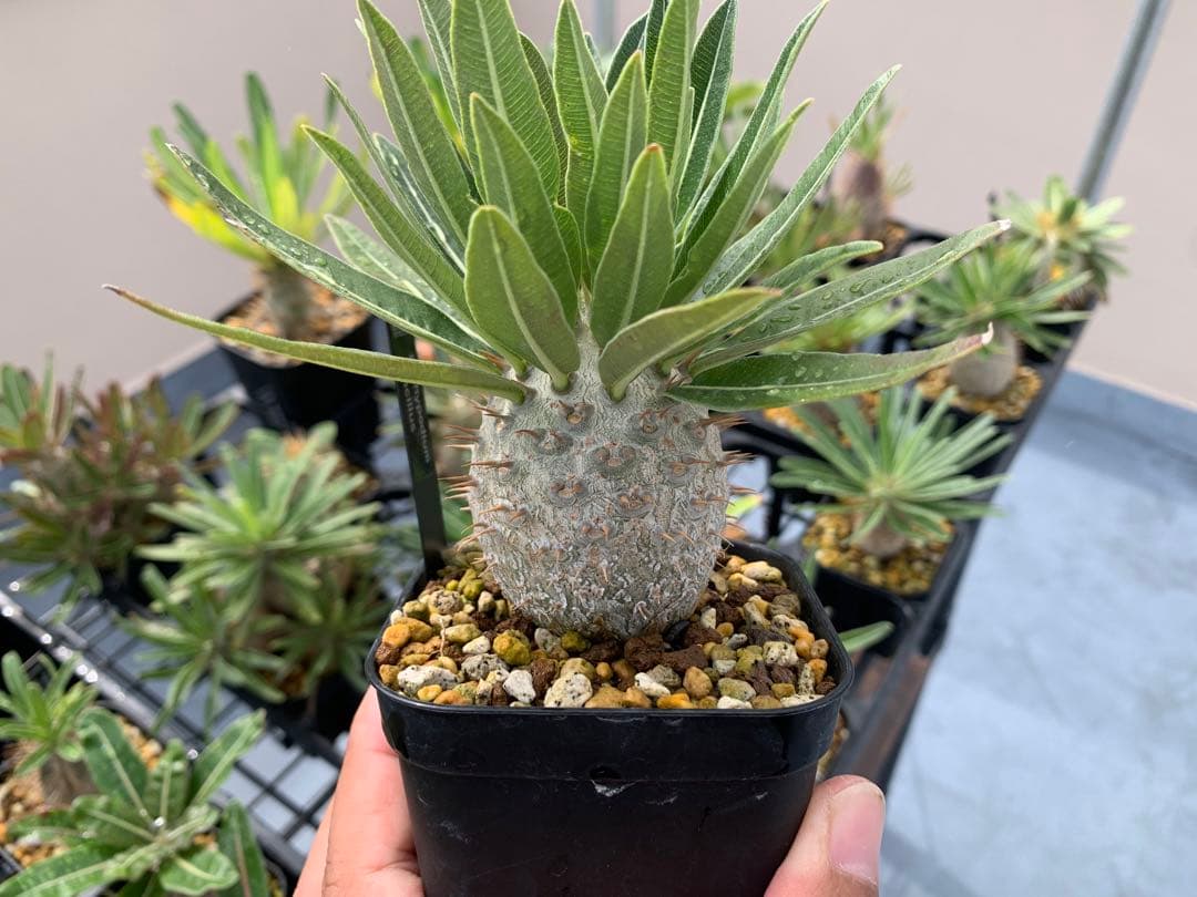 コレクション株　パキポディウムグラキリス実生　播種2年半　塊根植物　コーデックス