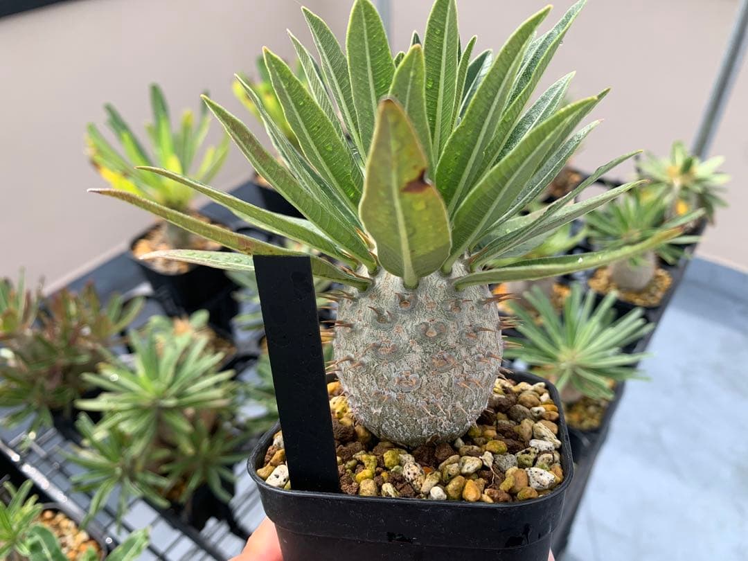 コレクション株　パキポディウムグラキリス実生　播種2年半　塊根植物　コーデックス