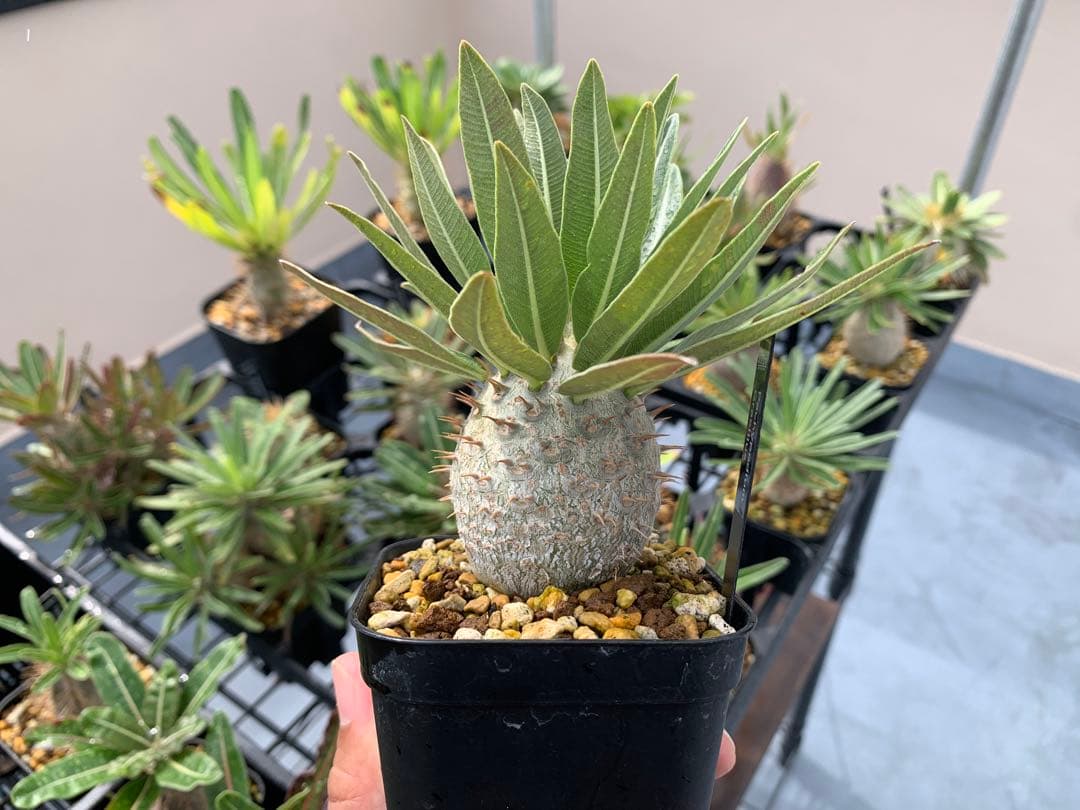 コレクション株　パキポディウムグラキリス実生　播種2年半　塊根植物　コーデックス