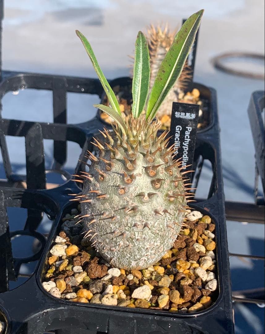 コレクション株　パキポディウムグラキリス実生　播種2年半　塊根植物　コーデックス