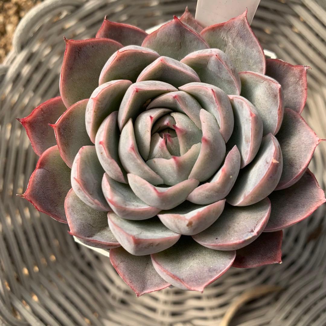 miyaさん苗　命名株交配　しずく×つむぎ　札付き