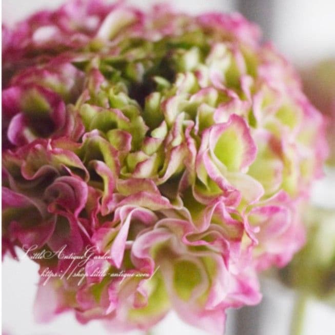 宿根草【タグ付】ラナンキュラスポンポン『マルヴァ』5号【超大輪