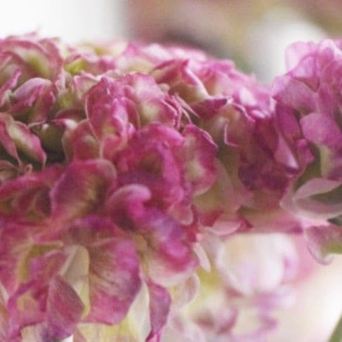 宿根草【タグ付】ラナンキュラスポンポン『マルヴァ』5号【超大輪