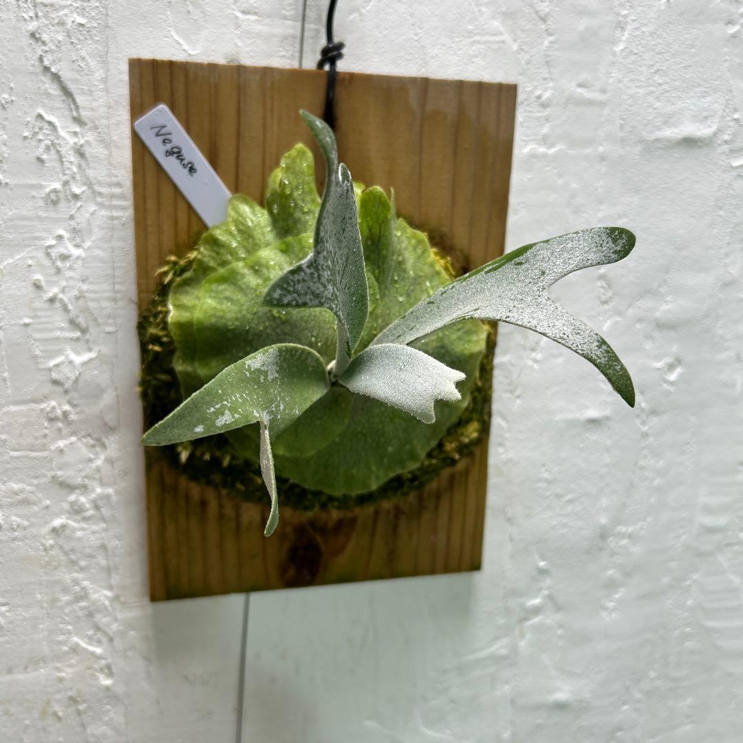 ビカクシダ Neguse pup