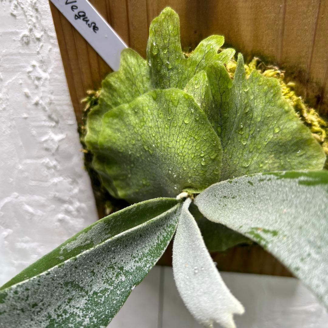 ビカクシダ Neguse pup