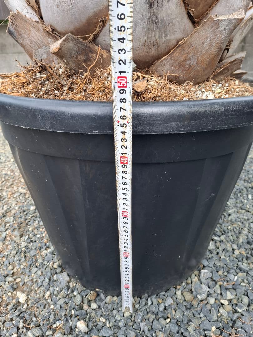 特価！ 軒太！ ココスヤシ 高さ2m30位 幅3m位 - メルカリ