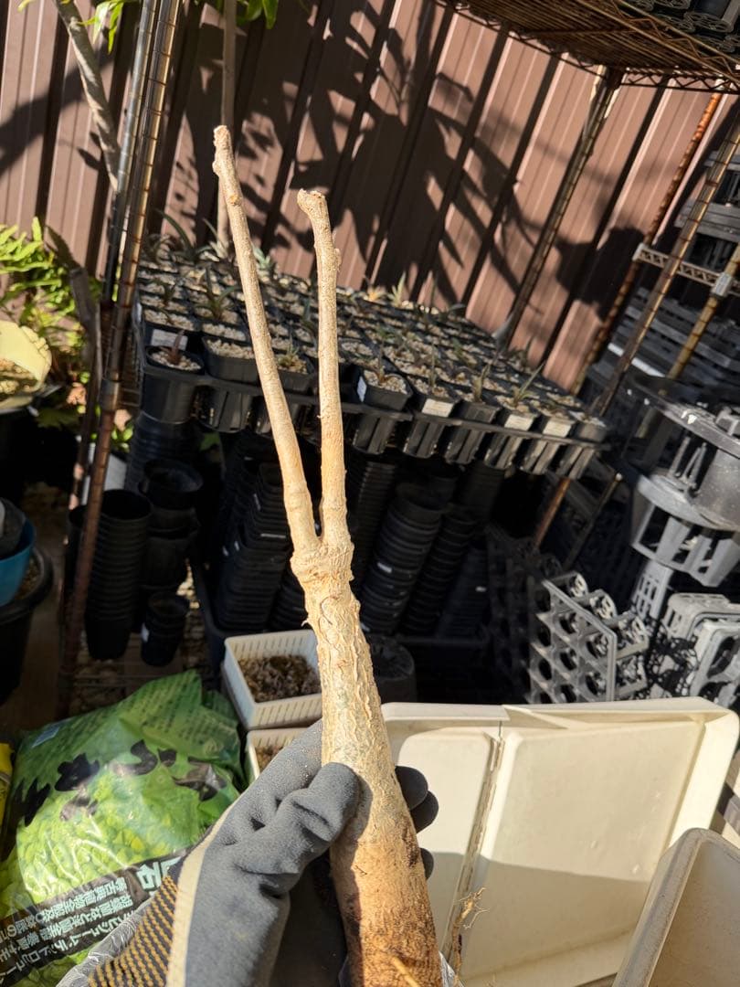 【タイムセール】ユーフォルビア・マハボボケンシス / コーデックス 希少 レア