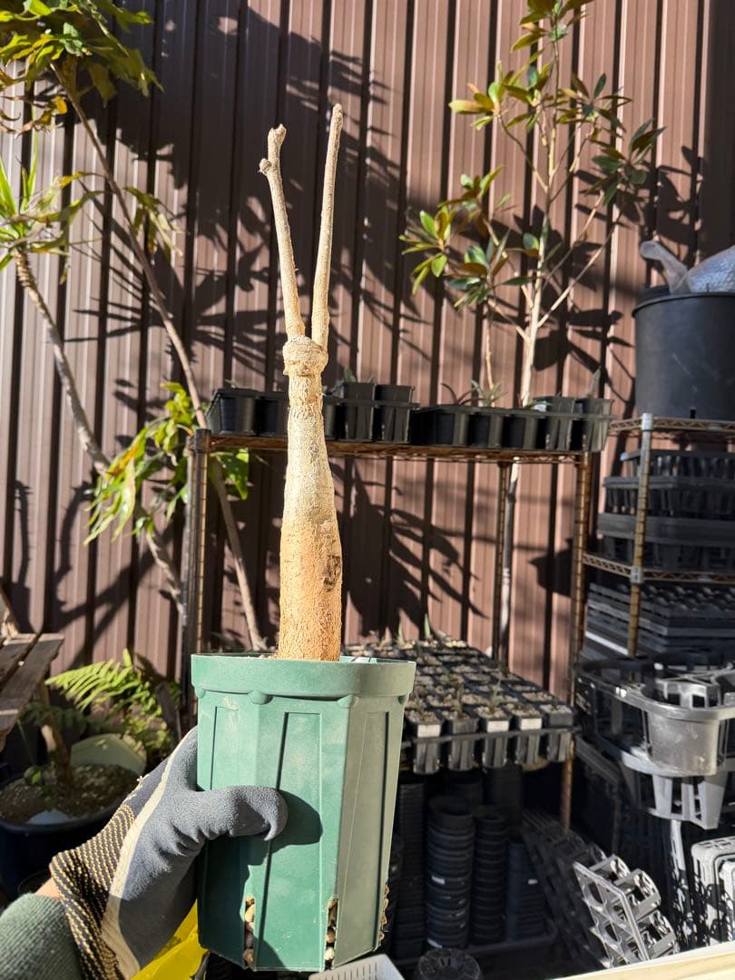 【タイムセール】ユーフォルビア・マハボボケンシス / コーデックス 希少 レア