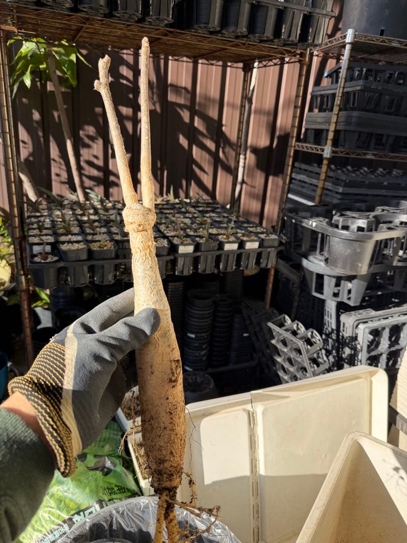 【タイムセール】ユーフォルビア・マハボボケンシス / コーデックス 希少 レア