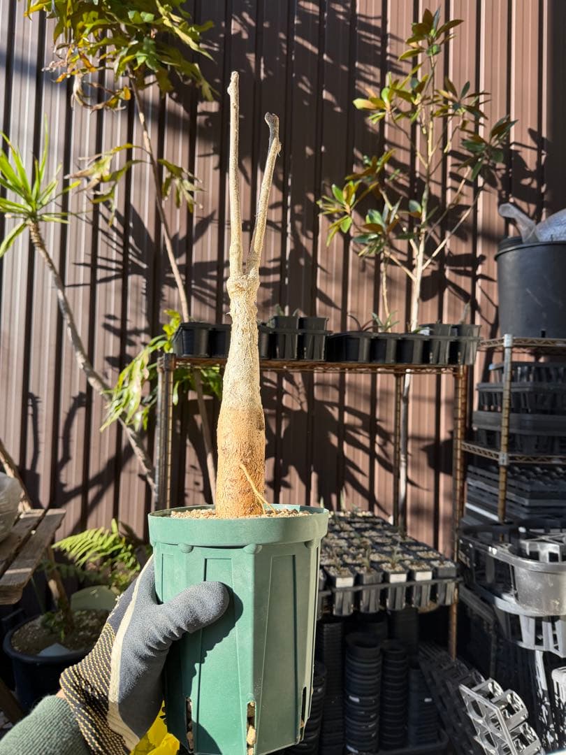 【タイムセール】ユーフォルビア・マハボボケンシス / コーデックス 希少 レア