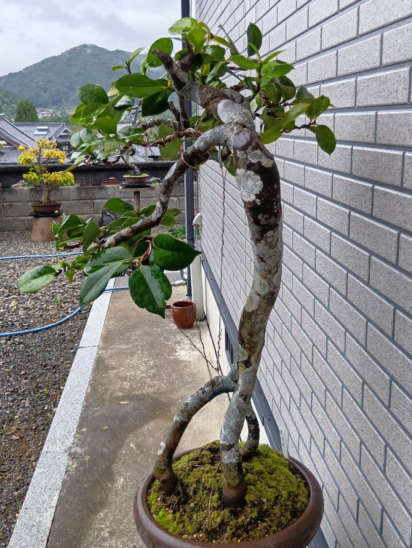 山木華厳様専用‼️肥後椿盆‼️引き取り限定 - メルカリ