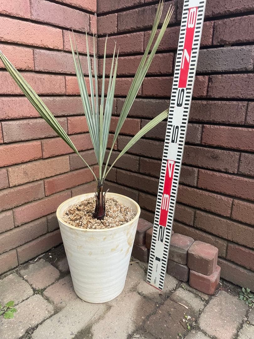 ブラヘアアルマータ　か