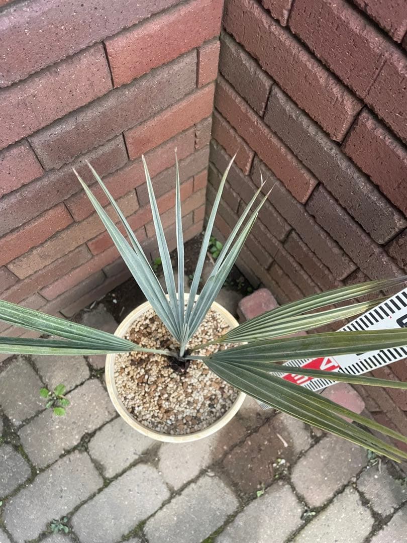 ブラヘアアルマータ　か