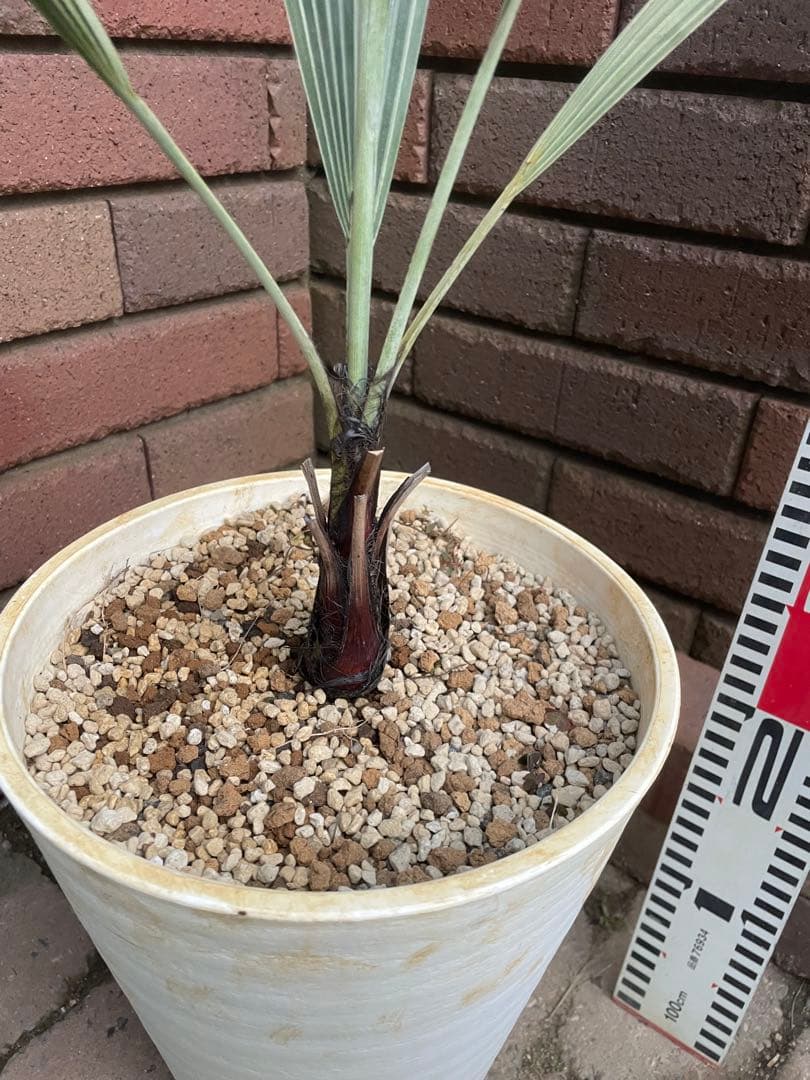 ブラヘアアルマータ　か