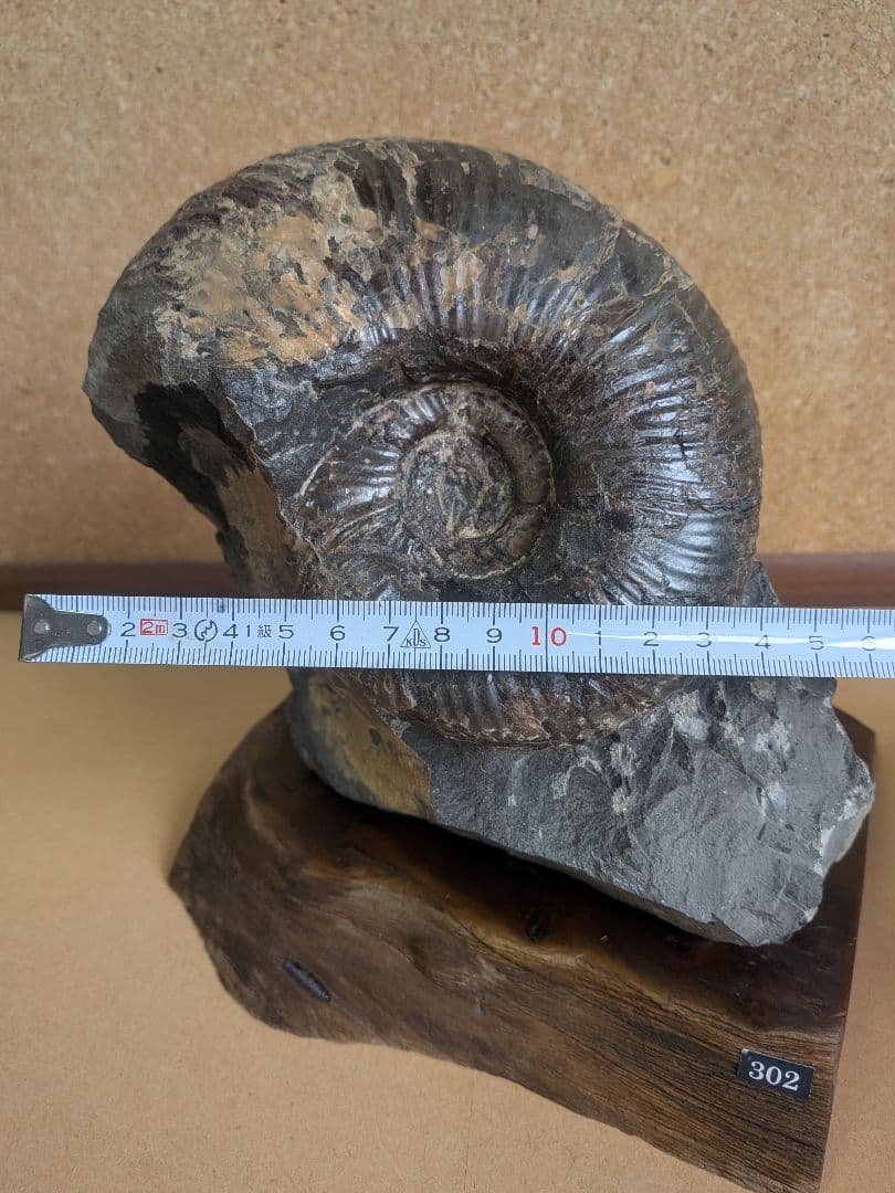 アンモナイト化石 13.0㎝(302)