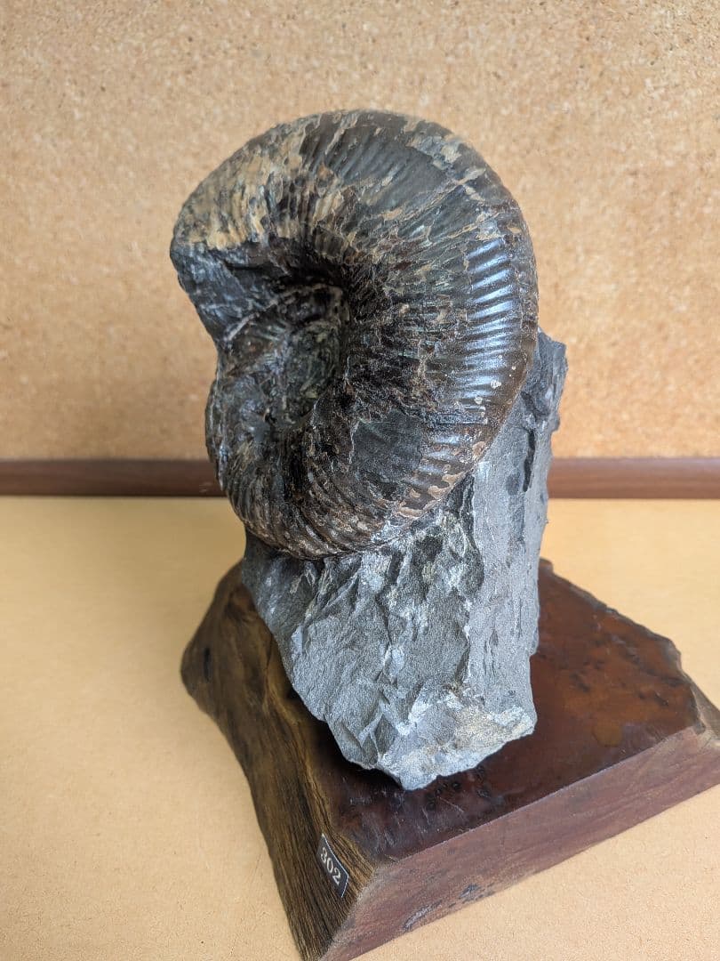 アンモナイト化石 13.0㎝(302)