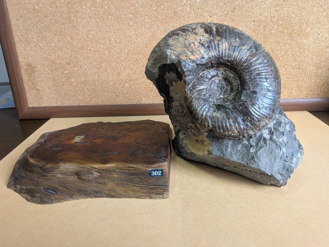 アンモナイト化石 13.0㎝(302)