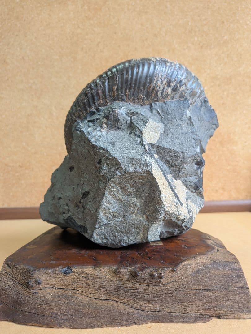 アンモナイト化石 13.0㎝(302)