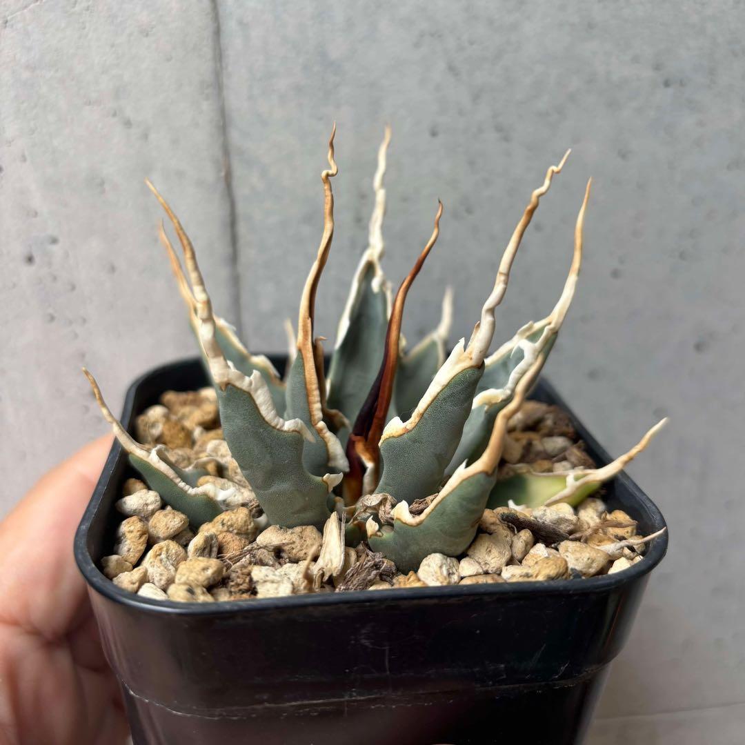 アガベ　ユタエンシス　エボリスピナ　選抜