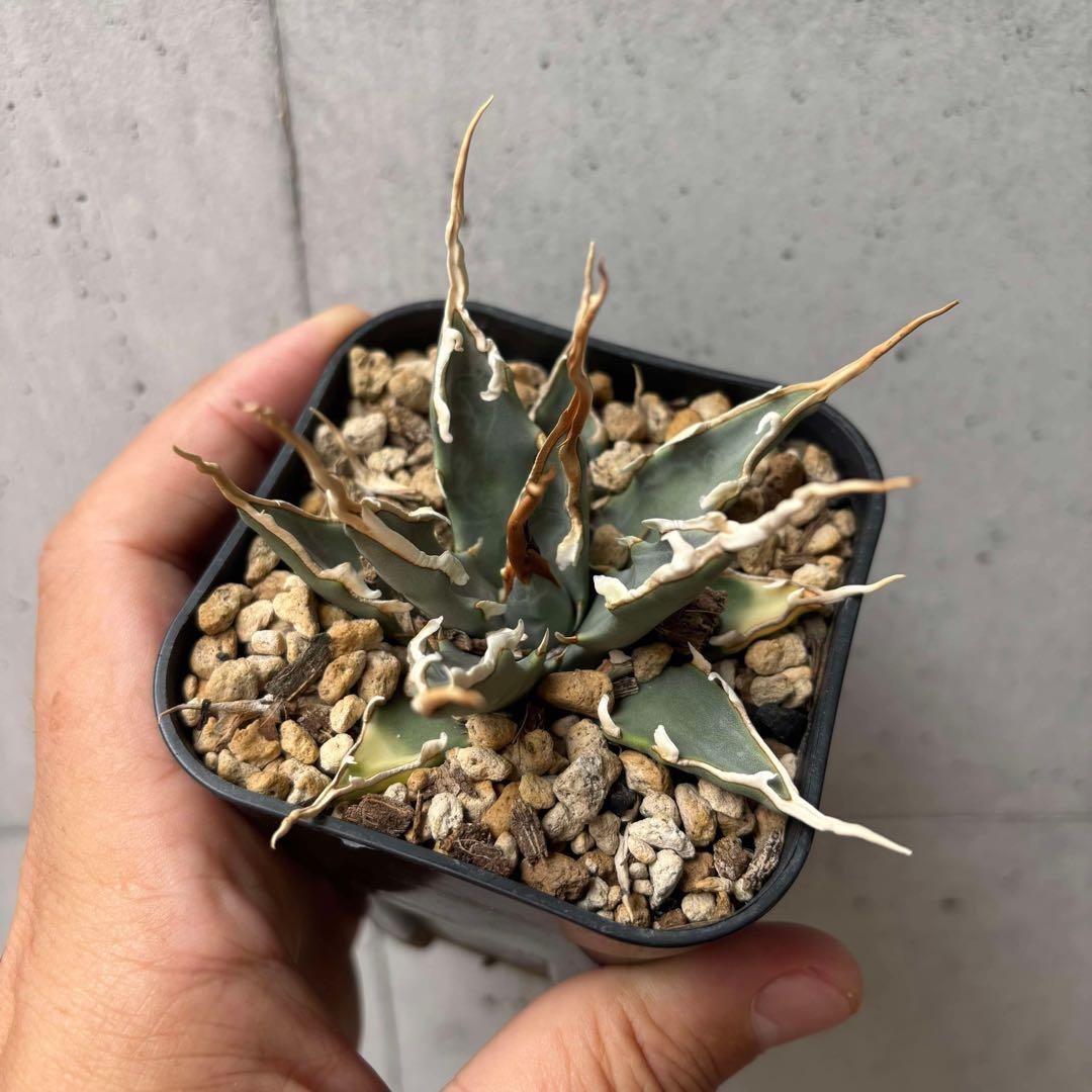 アガベ　ユタエンシス　エボリスピナ　選抜