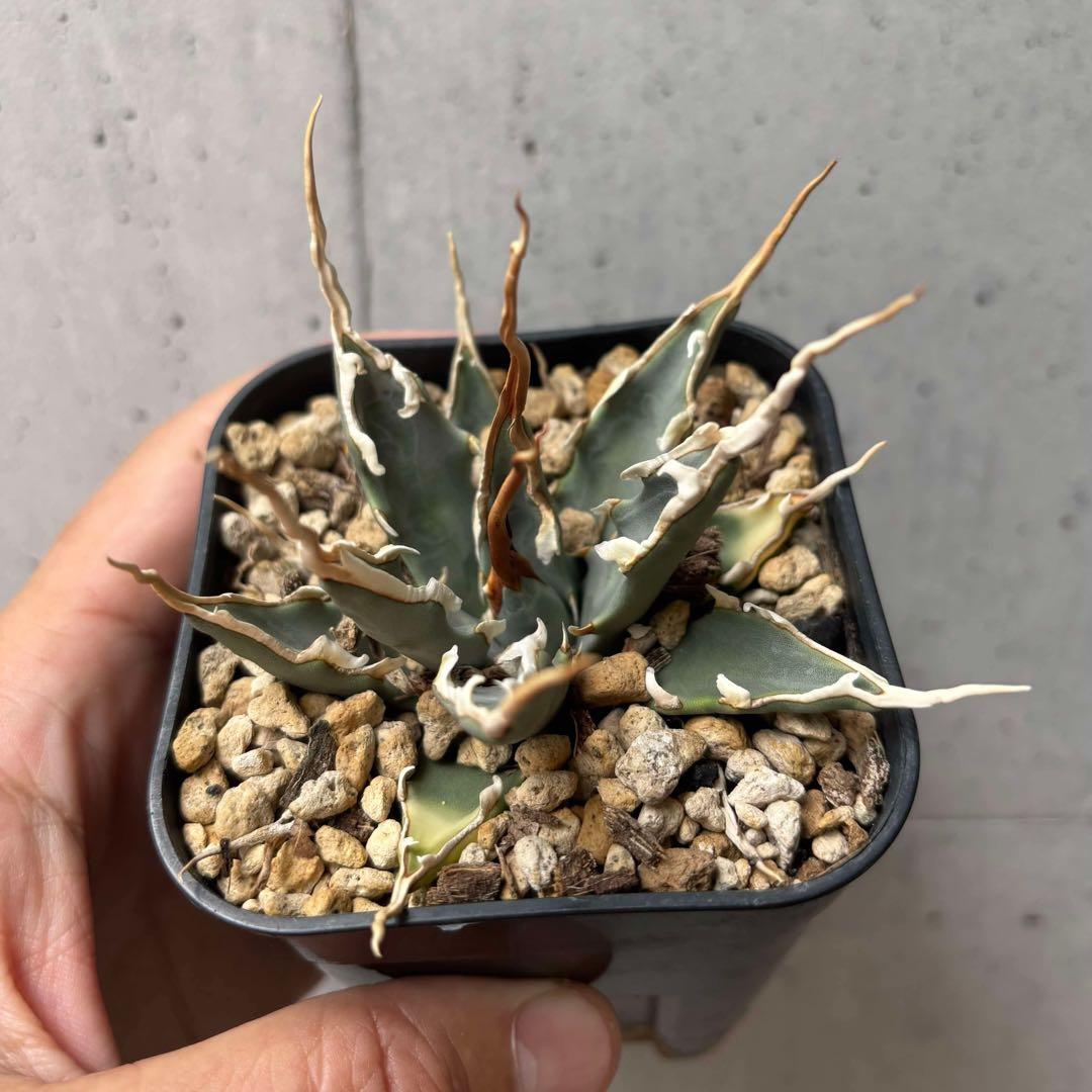 アガベ　ユタエンシス　エボリスピナ　選抜