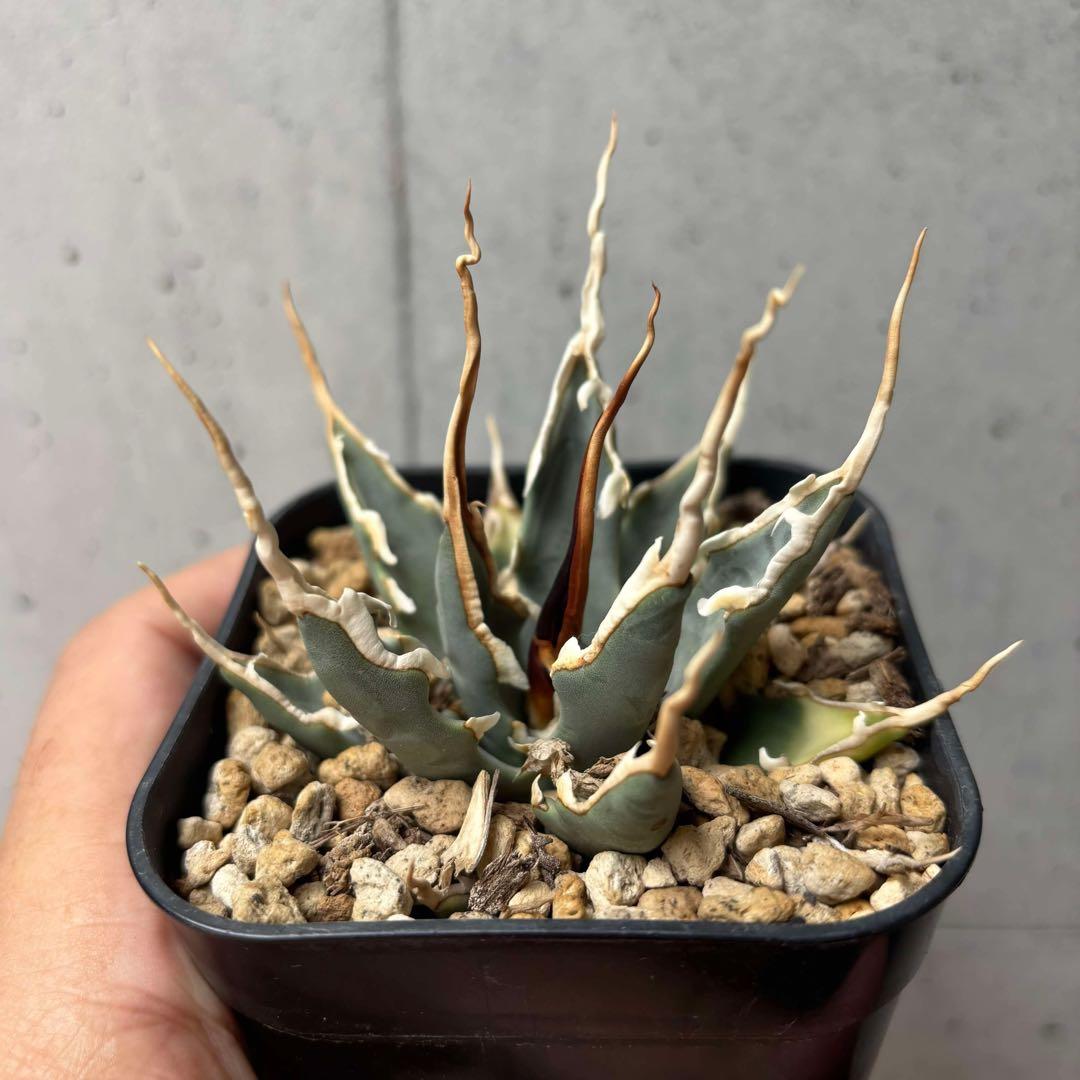 アガベ　ユタエンシス　エボリスピナ　選抜