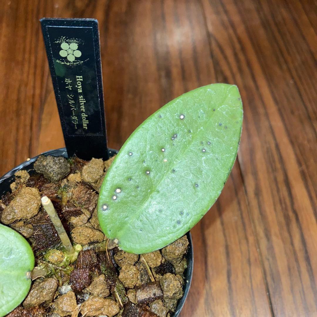 ホヤ シルバーダラー スプラッシュ【現品・鉢付・タグ付・メルカリ便】